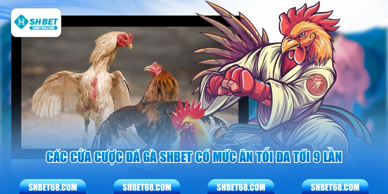 Các cửa cược đá gà SHBET có mức ăn tối đa tới 9 lần