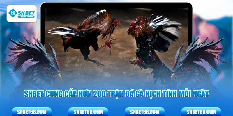 SHBET cung cấp hơn 200 trận đá gà kịch tính mỗi ngày