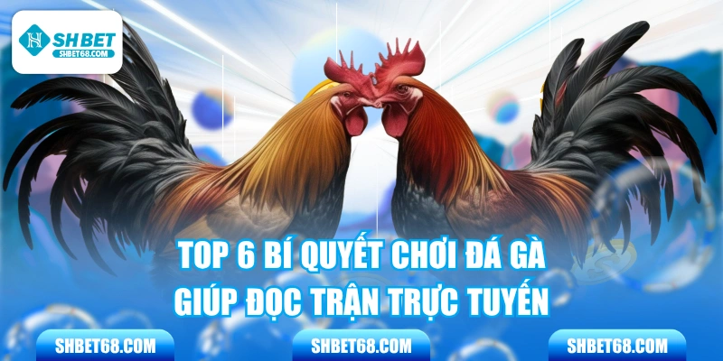 Top 6 Bí Quyết Chơi Đá Gà Giúp Đọc Trận Trực Tuyến